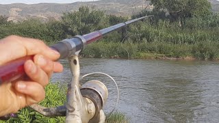 Fish hunting || Catching the Rohu Fish