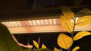 R2T New 120 led strip grow light bar with 3000K RA90 and 660nm plus 730nm for indoor garden