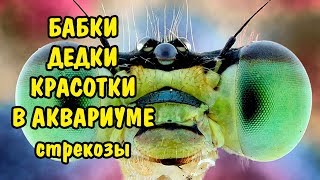 БАБКИ, ДЕДКИ И КРАСОТКИ В АКВАРИУМЕ. СТРЕКОЗЫ. DRAGONFLYS IN THE AQUARIUM