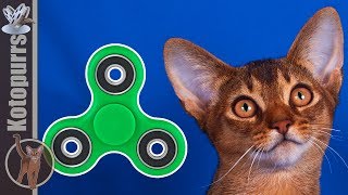 Маленький абиссинский котенок играет со спиннером [kotopurrs]