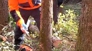 チェーンソーの使い方：　伐倒　tree felling with chainsaw