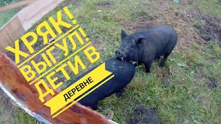 Хряк ?! Выгул для вьетнамских свиней! Помогают дети!