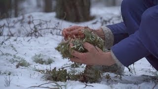 Нашли удивительный исландский мох