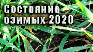 Состояние озимых 2020 г. Пшеница, ячмень, горох