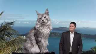 How Big is a Maine Coon Cat?