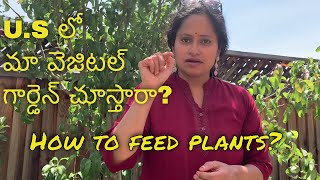 Veg and Fruit Gardening in my Backyard! California, U.S.A. 2019 - Gardening Ep. 1in telugu.