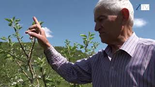 Կենդանի ծառերի խնամքը