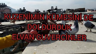 ELVAN GÜVERCİNLERE GEL ? KUZENİMİN KÜMESİNDEYİZ