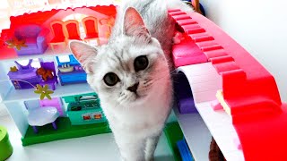 웃긴 새끼 고양이 funny animals | Murka and Bantik Show