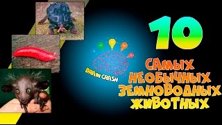 10 самых необычных земноводных животных