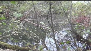 Кедр. В непроходимую тайгу за кедровой шишкой!!! Тайга, Сибирь,природа,лес