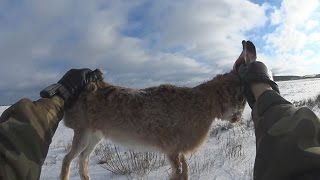 Охота на зайца зимой.  Точный Выстрел.  Красивая охота.