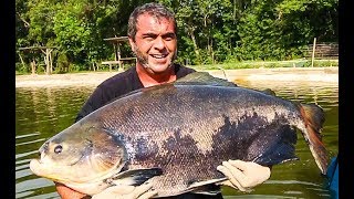 Pesqueiro Sol Pescarias - Reabertura Lago 3 esportivo Tambacus de 40kg - Amental Fishing