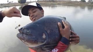 TAMBA 22,5 KG NA FAZENDA PACU DO  JUAN AFONSO NA ANTENINHA JA