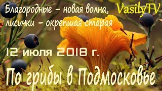 По грибы в Подмосковье 12 июля 2018 г. Благородные – новая волна, лисички – окрепшая старая