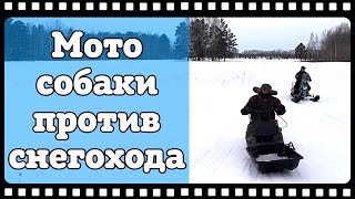 Мотособаки против снегохода. Мотобуксировщики БТС , лыжный модуль, модуль толкач против Ирбис Динго.