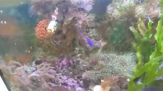 Морской аквариум живой рифовый камень  или сухой рифовый камень  Часть 1