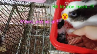 Hướng dẫn cách chia thỏ con từ ổ nhiều sang ổ ít mà thỏ mẹ không phát hiện