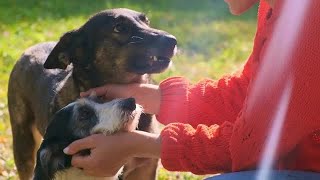 Dogs Licking Owners Face Stock Video