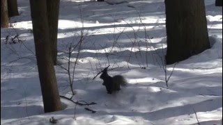 Наглая белка и осторожная сойка / An arrogant squirrel and  a careful jay