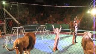 Orribile incidente al circo, i leoni attaccano il domatore