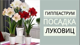 ГИППЕАСТРУМ. Посадка луковиц после зимнего покоя