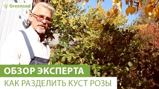 Как разделить куст розы