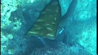 Азбука подводной охоты от Андрея Лагутина