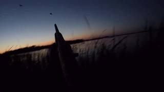 ВЕЧЕРНЯЯ ОХОТА НА УТОК 2017.МР-155.GO PRO.