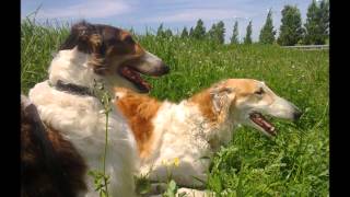 Вязка борзых. Borzoi dating.