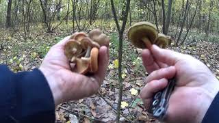 ГРИБЫ В НОЯБРЕ 15.2020. ОПЯТА. МОХОВИКИ. ГОВОРУШКИ. ЗОНТИКИ. MUSHROOMS IN NOVEMBER 15.2020.