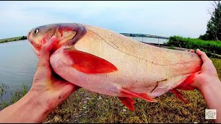 Ловля толстолоба (толстолоб 4,2 кг).Рыбалка.Fishing