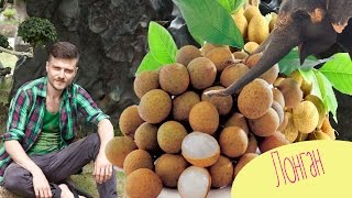 #ВидеоОбзор - ЛОНГАН - Экзотические фрукты (глаз дракона) и разговариваем за тайский массаж