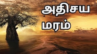 Baobab Tree - Mystery behind the tree-அதிசய மரம்.
