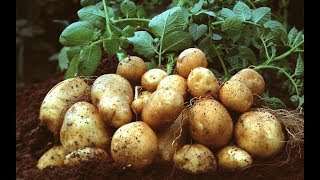 ПОСАДКА /Старый и самый лучший способ посадки картофеля /ОТ ПОСАДКИ ДО УРОЖАЯ