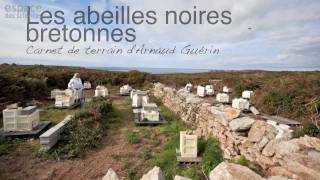 L'abeille noire 3