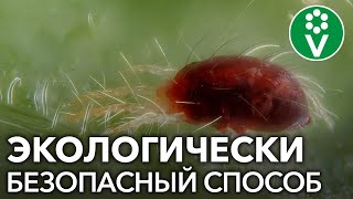 100% защита от клеща на огурце, клубнике, смородине!