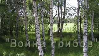Русская народная сказка - "Война грибов"