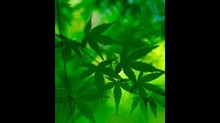 1 Ultimate Grow (часть1 из 4) ХОРХЕ СЕРВАНТЕС