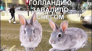 Голландия 2019! Видео с пометкой (SOS)! Город Эйндховен и зайчики на снегу!