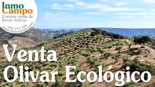 Venta de olivar ecológico, Obejo Córdoba