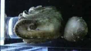 Octopus Getting Shrimp in Jar