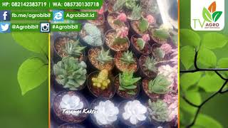 Tanaman Kaktus Mini Siap Kirim Harga Murah