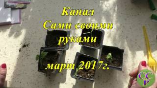 Перец и баклажан в контейнере