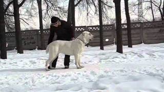 Али АлаДжа Афина 1 год 11 мес