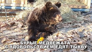 БУРЫЕ МЕДВЕЖАТА С УДОВОЛЬСТВИЕМ ЕДЯТ ТЫКВУ