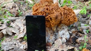 Строчок гигантский (Gyromitra gigas), гигант в 915 грамм