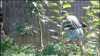 Пилим мотокосой деревца и сучья (4 варианта). Насадки для мотокос.