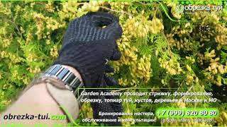 Обрезка шишек у туй заказать  ☎ +7999 820 80 80 WhatsAPP Viber 820