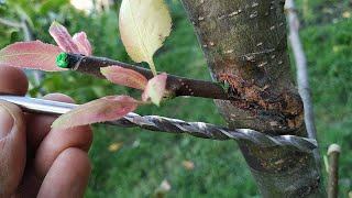 Прививка Дрелью по Касательной. Grafting Drill. Mechanical Grafting